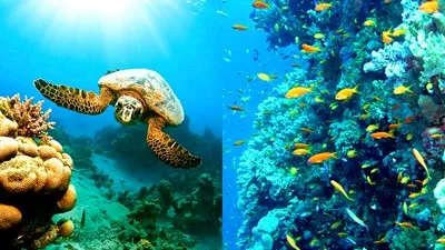 La beauté de la mer Rouge dans la station balnéaire de Marsa Alam
