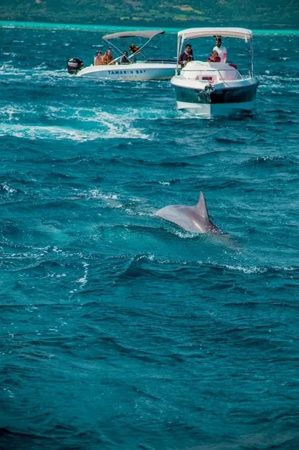 Dauphins au large des côtes de l'île Maurice