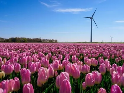 Champ de tulipes printanières