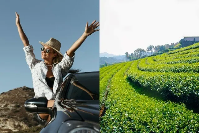 Voyage amusant dans les plantations de thé