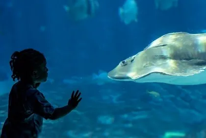 Géants à l'Aquarium de Géorgie
