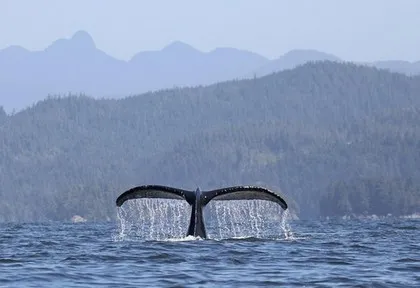 Baleine à bosse en Islande