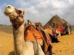 Transferts Egypte