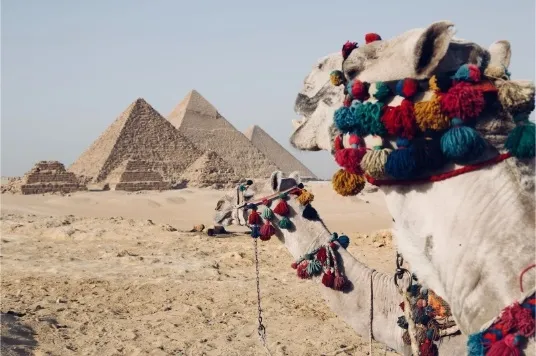 Pyramides de Gizeh et chameaux dans le désert